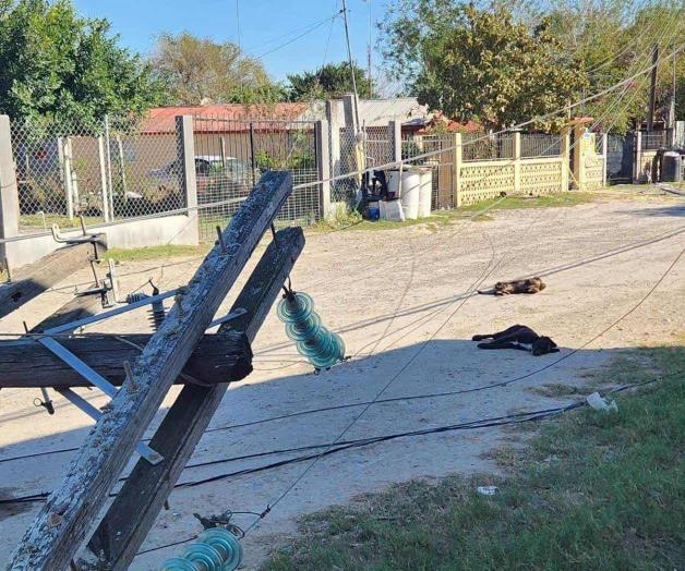 Mueren perros electrocutados Mueren perros electrocutados
