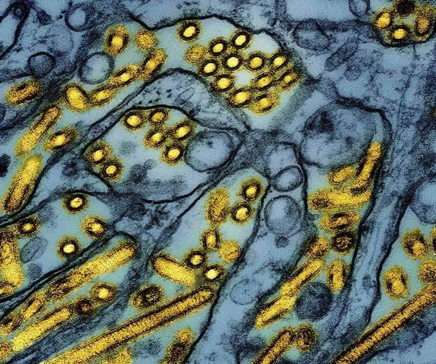 Muere en EU la primera persona por gripe aviar