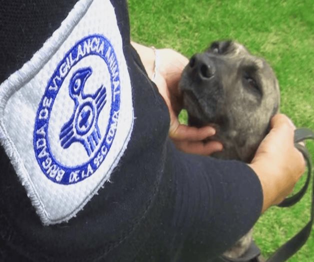 Brigada de Vigilancia Animal rescató más de 250 perros y gatos Brigada de Vigilancia Animal rescató más de 250 perros y gatos