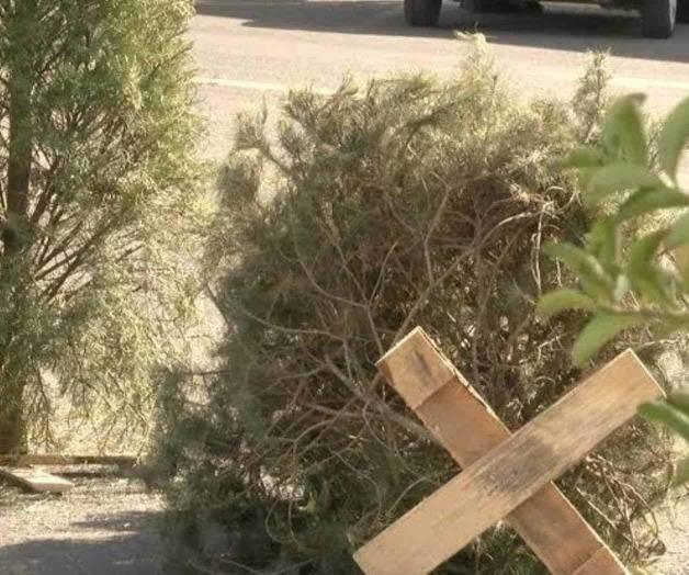 Reciclan árboles navideños Reciclan árboles navideños
