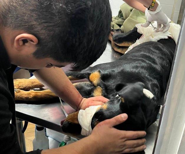 Perro herido en acto de valentía en Guadalajara
