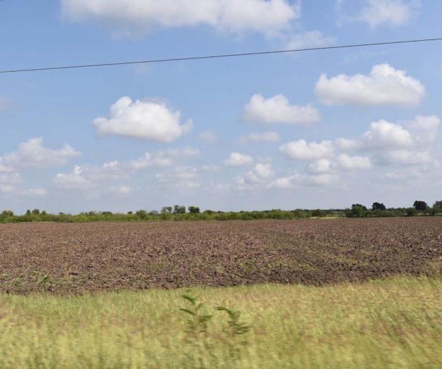 Descartan afecte frío las siembras de sorgo en Reynosa Descartan afecte frío las siembras de sorgo en Reynosa