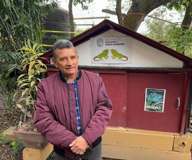 Alertan sobre la ca&iacute;da de iguanas por el fr&iacute;o en sur de Tamaulipas