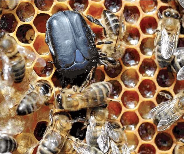 Plaga de escarabajos amenaza producción de miel en Yucatán