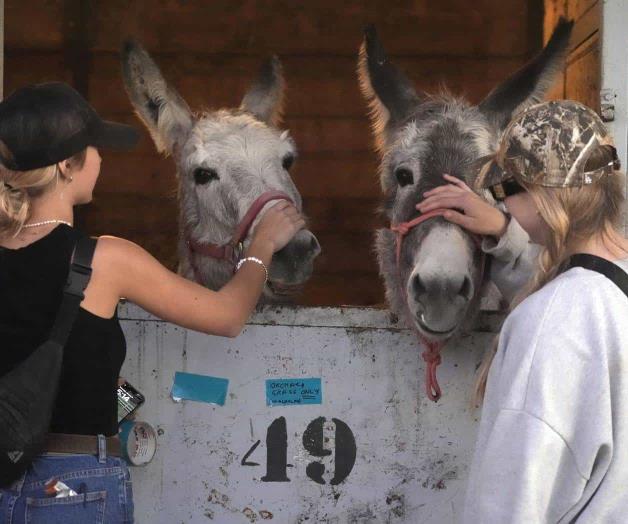 Californianos evacuaron animales y hasta cerdos Californianos evacuaron animales y hasta cerdos