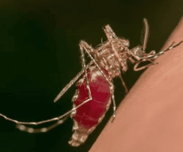 Aumenta 57% defunciones por dengue en 2024