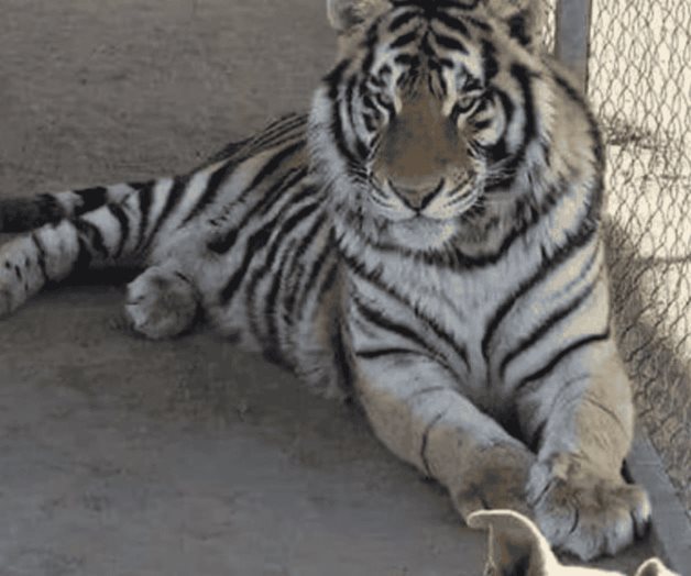 Aseguran Tigre de Bengala en Palenque, Chiapas tras cateo en Rancho