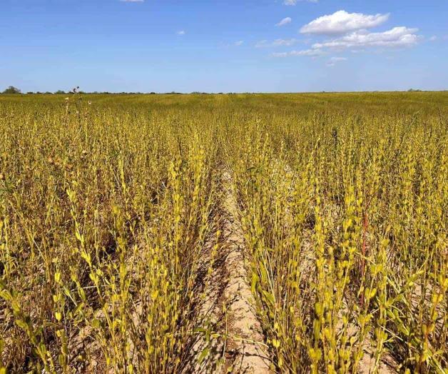 Levantan primera cosecha en San Fernando: Cambian sorgo por el ajonjolí Levantan primera cosecha en San Fernando: Cambian sorgo por el ajonjolí