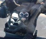 Hombre es detenido por pasear un mono araña en su Jeep, en Tonalá