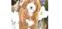 GOLDENDOODLE MINI LA 