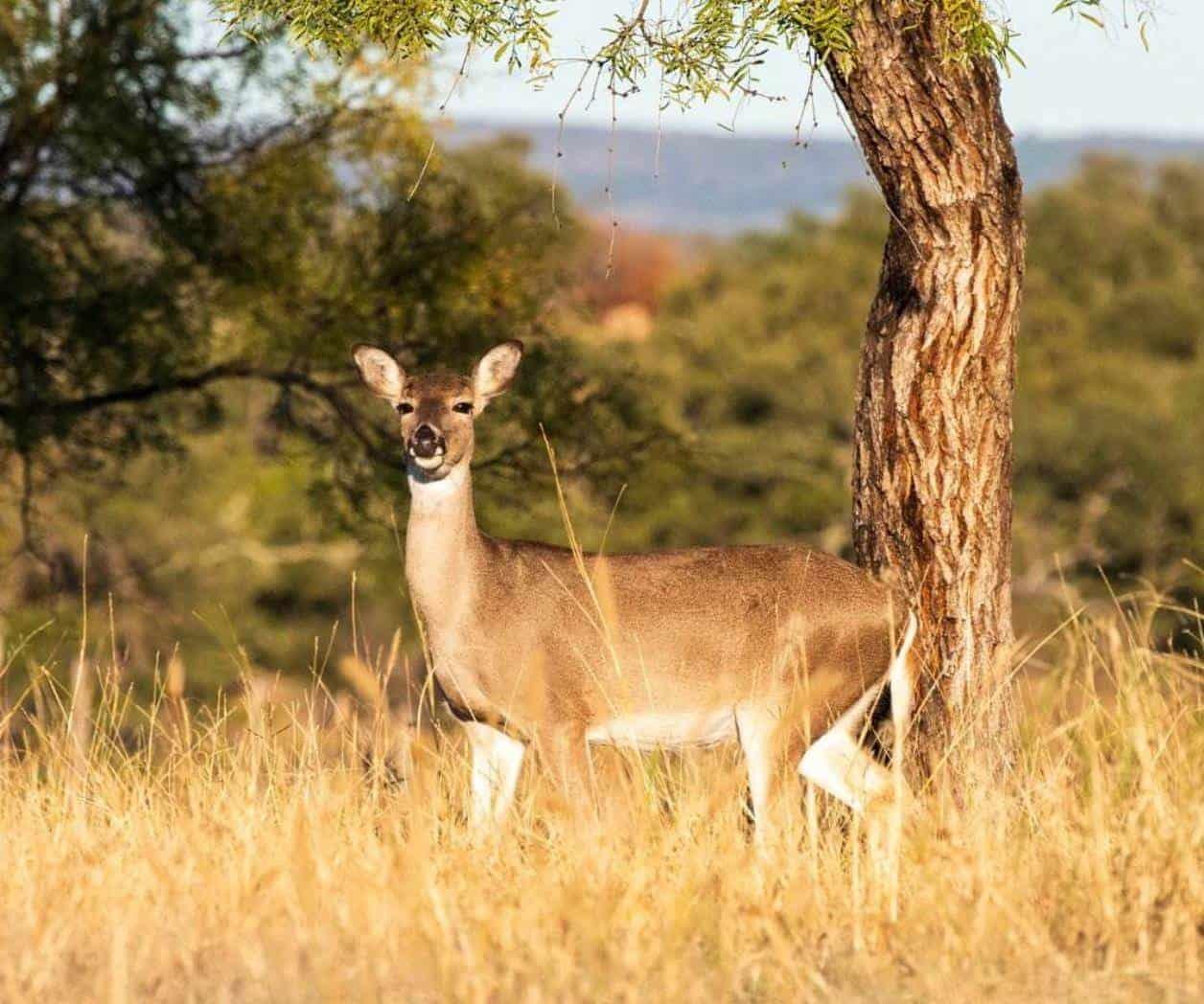 Parques y vida silvestre: Duplican el área natural estatal Enchanted Rock