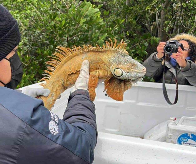 En la laguna del carpintero, en Tampico: Rescatan a iguanas