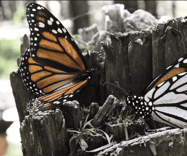 Ayudan a mariposas monarcas con jardines en Edomex