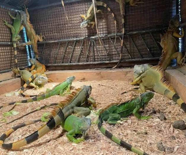 Resguardan a 30 iguanas por el frío Resguardan a 30 iguanas por el frío
