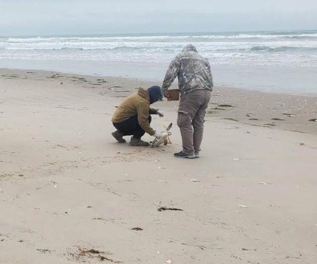 Rescatan a tortugas por el frente frío