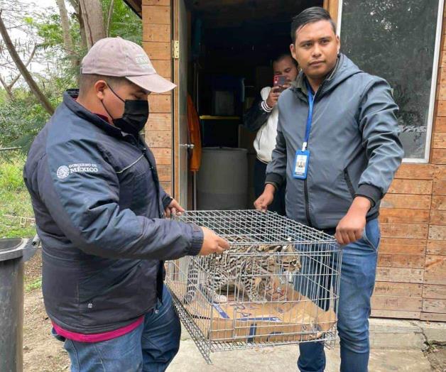 Capturan tigrillo en Altamira; lo trasladan a Ciudad Victoria