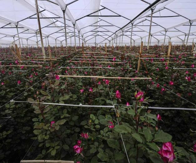 A pocos días de San Valentín: Disputa comercial amenaza importación de flores en EU