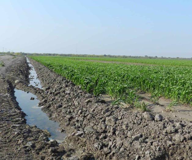 Con asignación de agua de la presa ´El Cuchillo´: Respiran productores