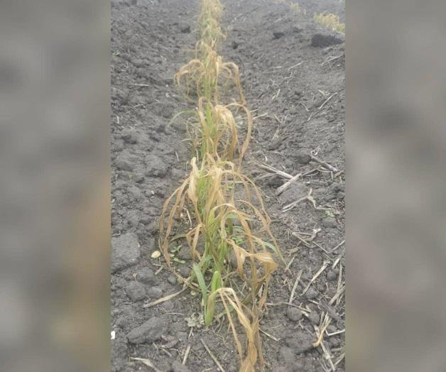 De temperaturas congelantes: Se recupera el sorgo del frente frío 24 De temperaturas congelantes: Se recupera el sorgo del frente frío 24