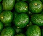 Lanzan para aguacate certificación nacional