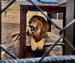 Hombre muere tras ataque de león en zoológico de Altamira