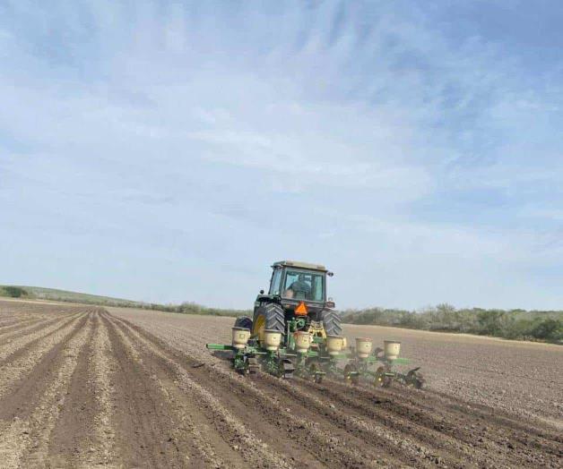 Reanudan la siembra de sorgo en la región