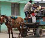 Trabajan 10 empleados: Falta personal para atender el maltrato animal