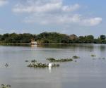 Exigen sea permanente retiro de lirio en lagunas tamaulipecas