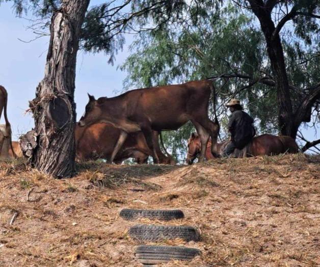 Reanudan productores reynosenses exportación de ganado en pie a EU