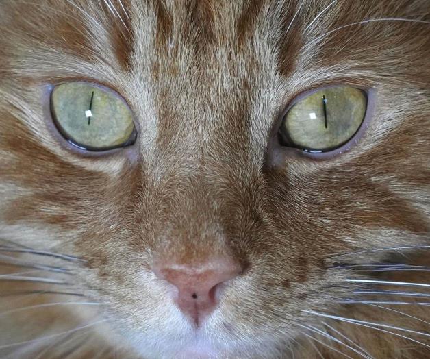 Controversia sobre la posible prohibición de gatos en Escocia