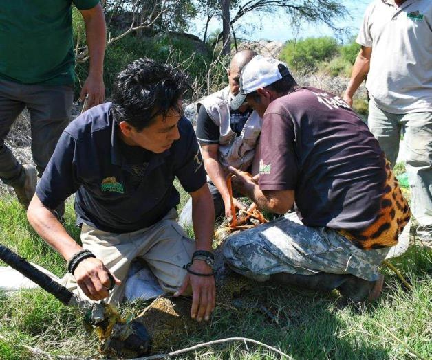 Capturan cocodrilo en ejido El Olmo de Victoria