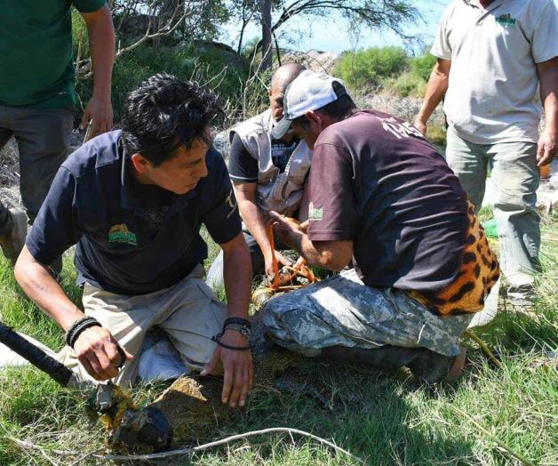 En el ejido el Olmo, en ciudad Victoria: Rescatan a cocodrilo En el ejido el Olmo, en ciudad Victoria: Rescatan a cocodrilo