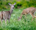 Arriban turistas: Termina temporada de cacería de venado