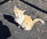 Vacunan a mascotas contra rabia