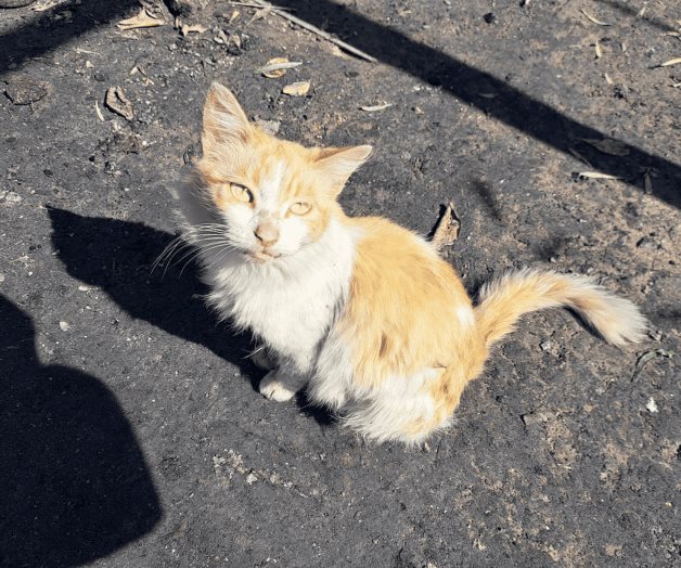 Vacunan a mascotas contra rabia Vacunan a mascotas contra rabia