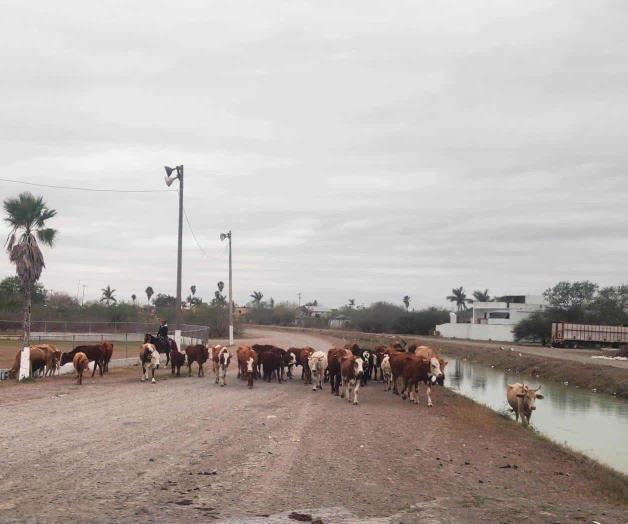 Habitantes piden acción: Pastorean ganado en la zona urbana