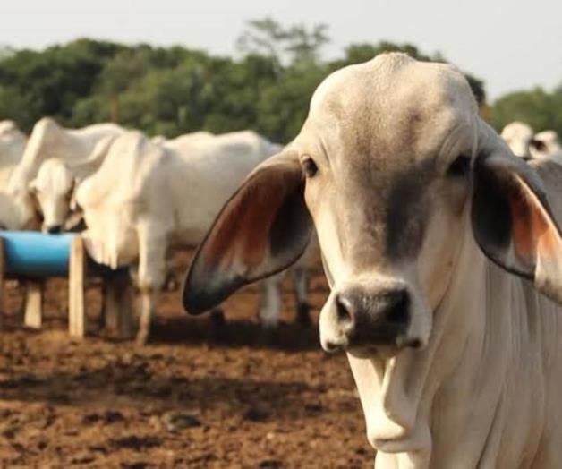 15 mil becerros en espera; frenan exportación de ganado tamaulipeco 15 mil becerros en espera; frenan exportación de ganado tamaulipeco