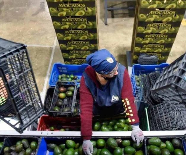 Disminución de exportaciones de aguacate a EU para el Super Bowl