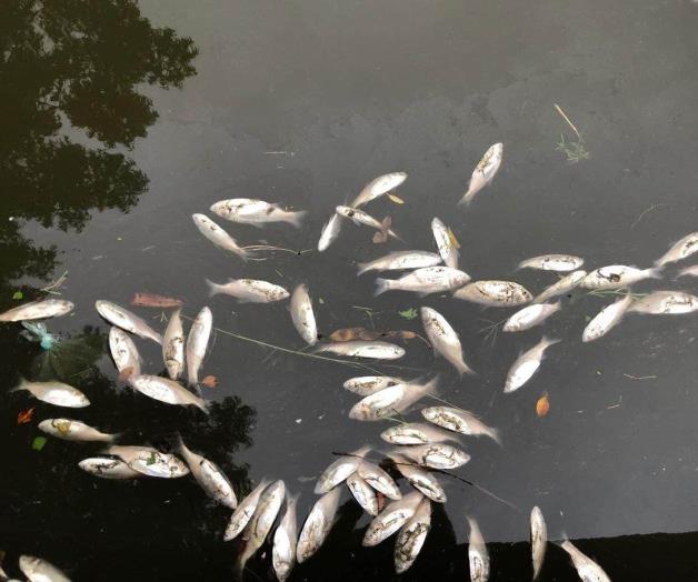 Aparecen peces muertos en Canal de la Cortadura