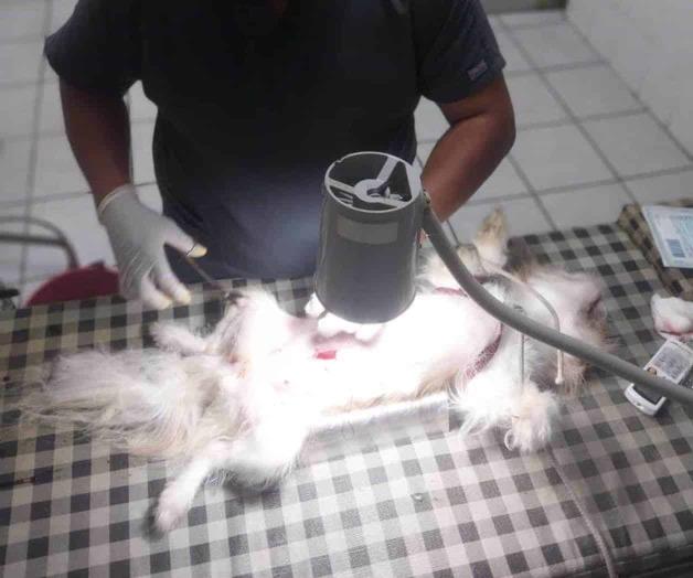 Aumenta demanda de esterilización de mascotas Aumenta demanda de esterilización de mascotas