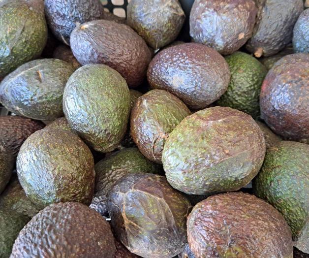 Alcanza los 89 pesos el precio del aguacate