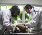 Presionan a veterinarios: Viven bajo acoso y agresiones