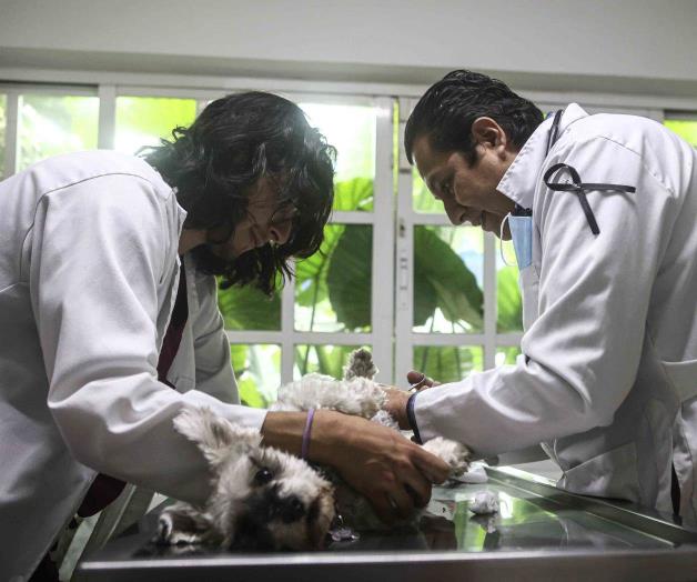 Presionan a veterinarios: Viven bajo acoso y agresiones