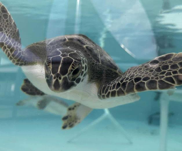 Sufren aturdimiento: Retornan tortugas al océano Atlántico, frente a Florida