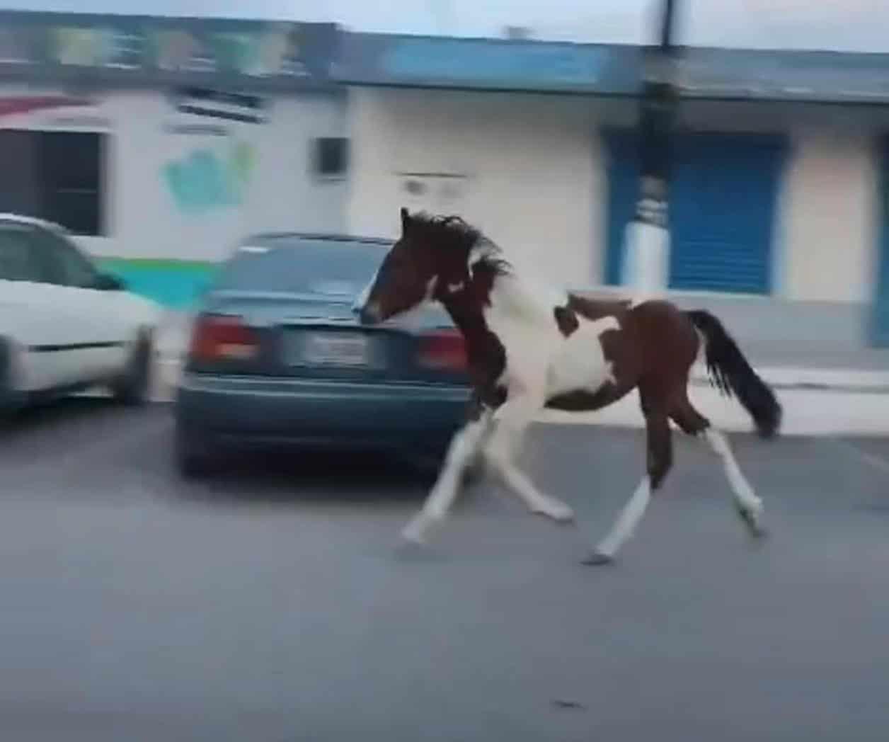 Afectan animales a los ciudadanos