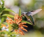 Protección de colibríes: Leyes y sanciones