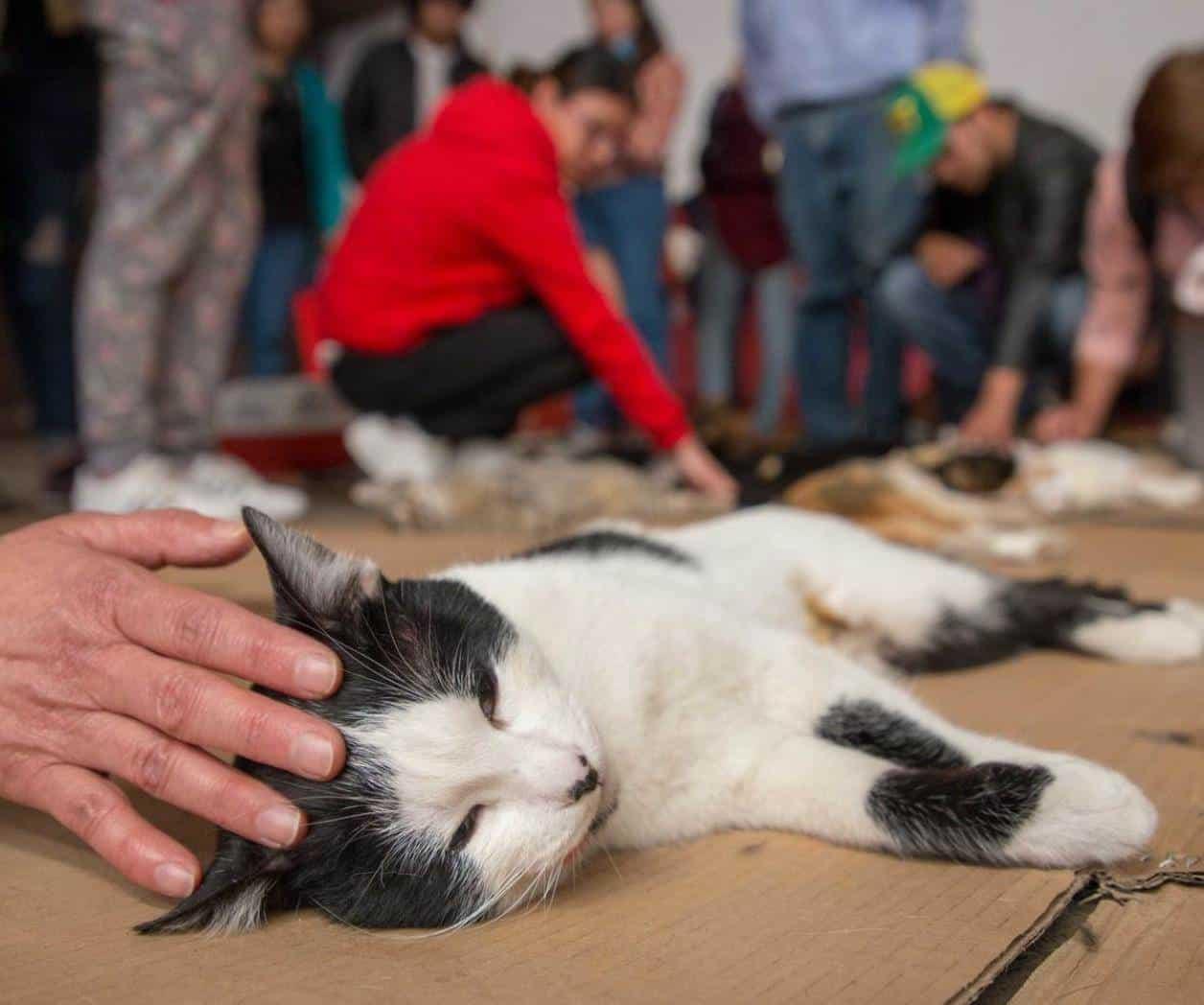 Día Internacional del Gato: ¿Por qué se celebra 3 veces en el año?