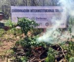 Asegura Marina 2 narcolaboratorios y plantío en Sinaloa