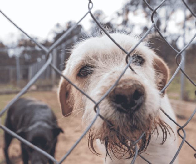 Registra a tu animal de compañía; cómo tramitar el RUAC