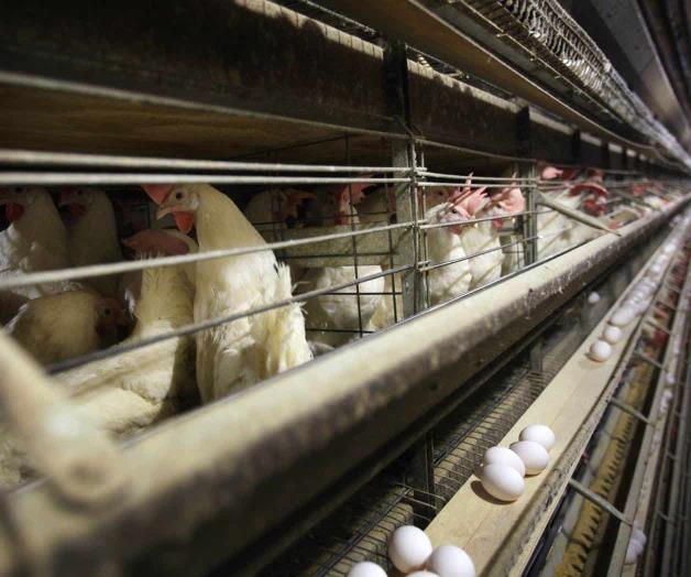 Precio de los huevos podría aumentar 41% más este año